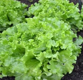 Light Green Lettuce Seeds for Planting - 100 pcs